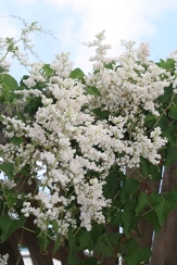 White Rose of Montana, White Coral Vine, Antigonon leptopus 'Album'